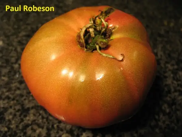 Tomaten: Paul Robeson