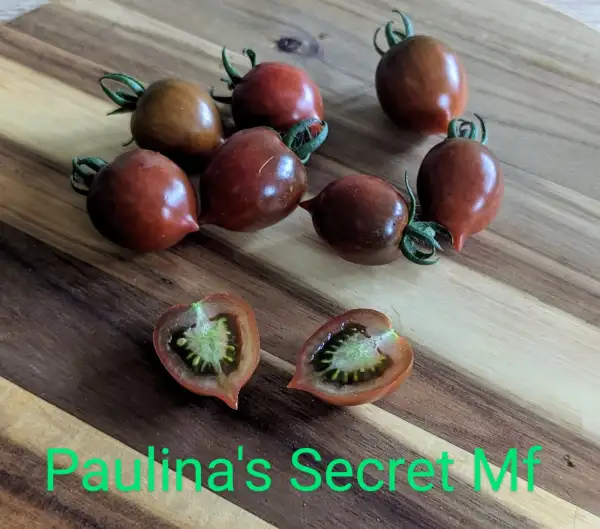 Tomaten: Paulina