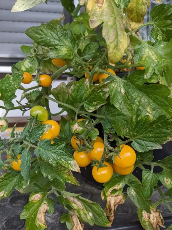 Tomaten: Paulinchen