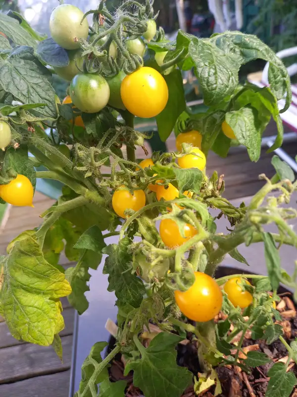Tomaten: Paulinchen