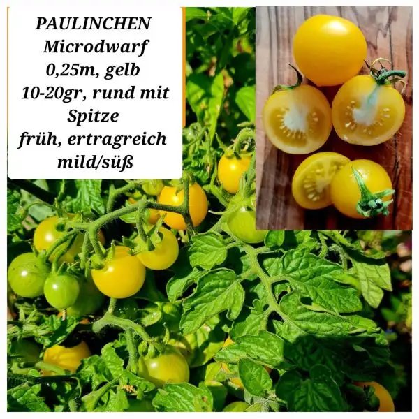 Tomaten: Paulinchen