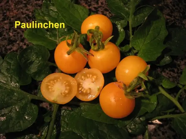 Tomaten: Paulinchen