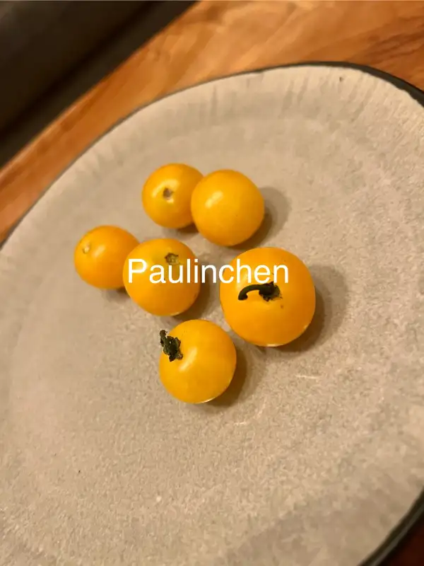 Tomaten: Paulinchen MD