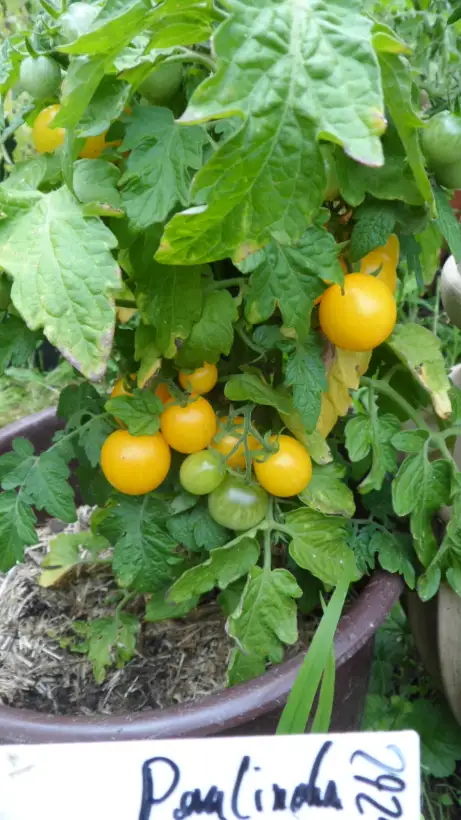 Tomaten: Paulinchen MD ( Kat# 2921 )