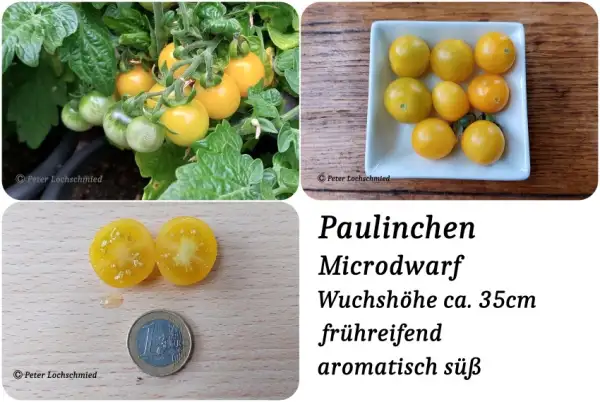 Tomaten: Paulinchen Microdwarf