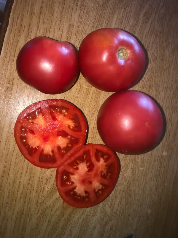 Tomaten: Pavlovskaya Rosa