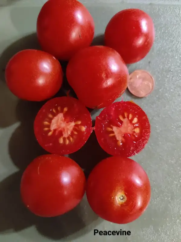 Tomaten: Peacevine