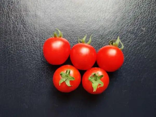 Tomaten: Peacevine