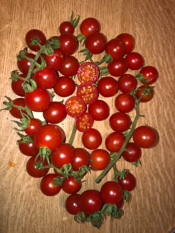 Tomaten: Peacevine Cherry