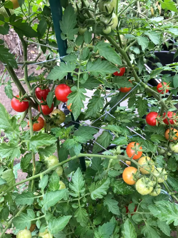 Tomaten: Peacevine Cherry