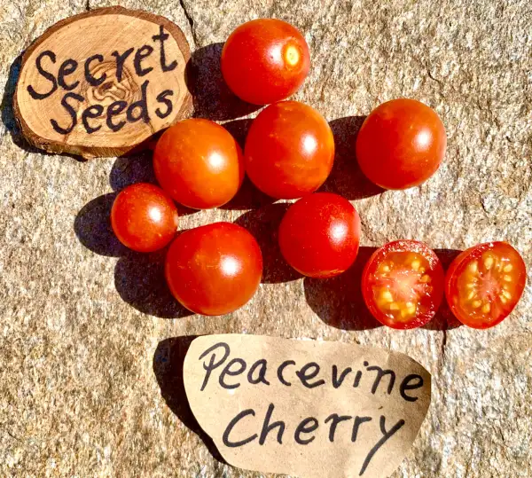 Tomaten: Peacevine Cherry