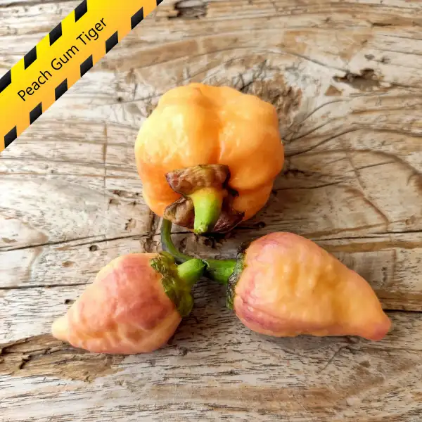 Chili: Peach Gum Tiger