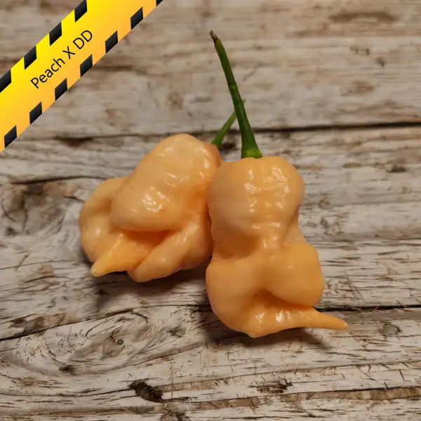Chili: Peach X DD