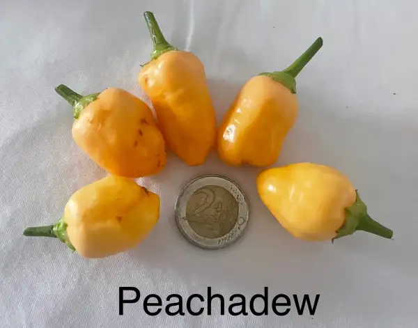 Chili / Paprika: Peachadew