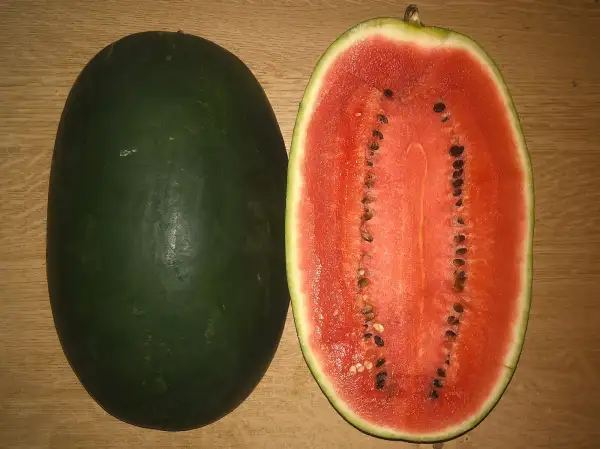 Melonen: Peacock Improved wassermelone