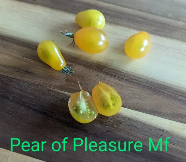 Tomaten: Pear of Pleasure