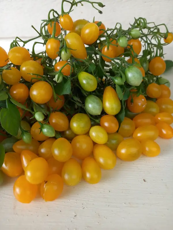 Tomaten: Pear of Pleasure