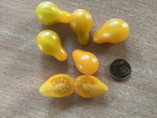 Tomaten: Pear of Pleasure ( Multiflora )