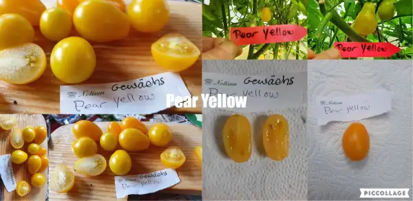 Tomaten: Pear Yellow - kleine birnenförmige Tomate, Massenträger