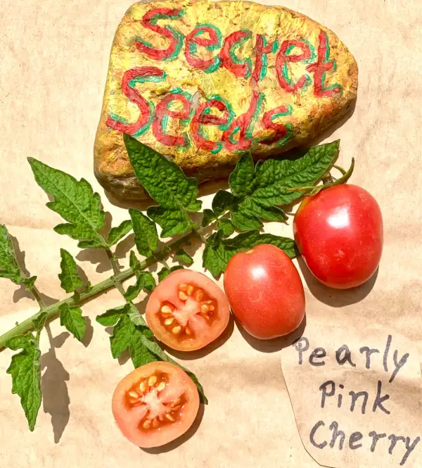 Tomaten: Pearly Pink Cherry