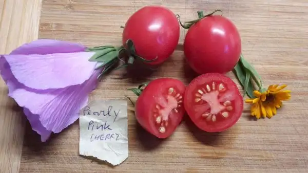 Tomaten: Pearly Pink Cherry