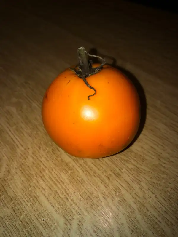 Tomaten: Peg