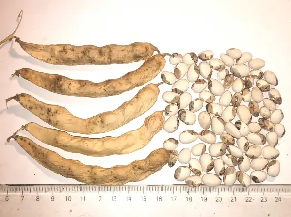 Bohnen: Peinsipps Zweifarbige