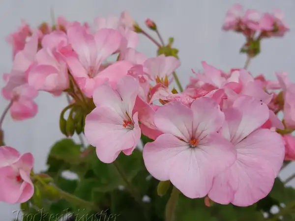 Stauden / Gehölz: Pelargonium 