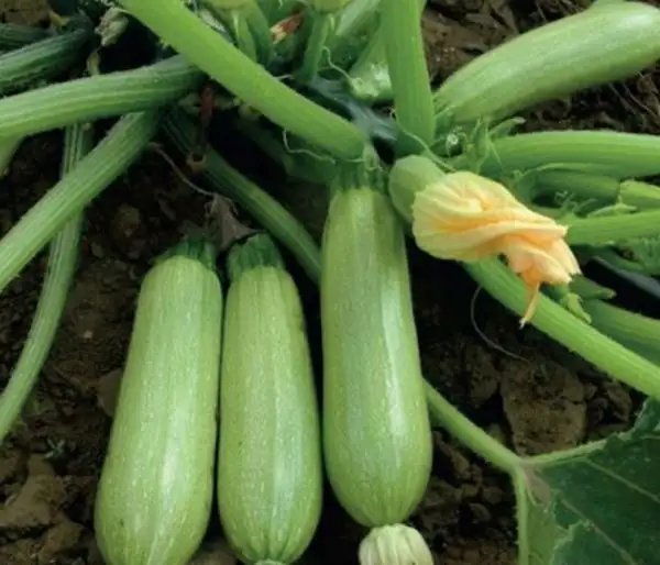 andere Gemüse: Pelin Zucchini