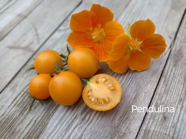 Tomaten: Pendulina