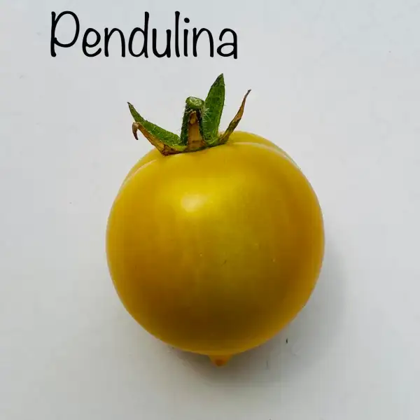 Tomaten: Pendulina