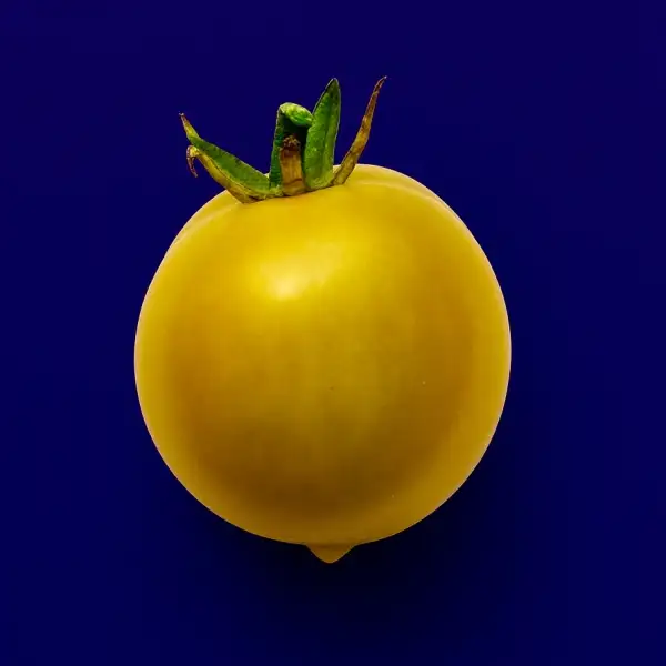 Tomaten: Pendulina
