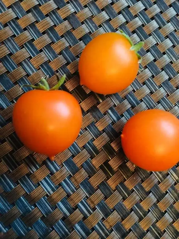 Tomaten: Pendulina