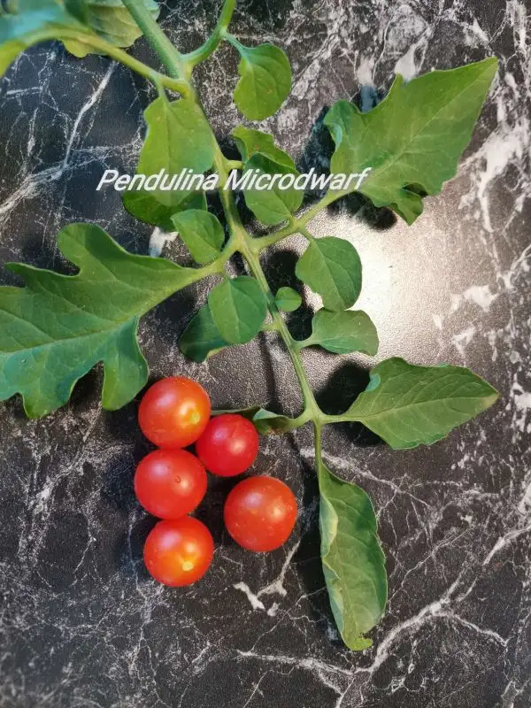 Tomaten: Pendulina