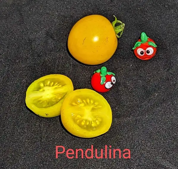 Tomaten: Pendulina