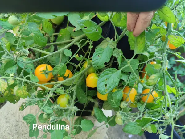 Tomaten: Pendulina Ampeltomate