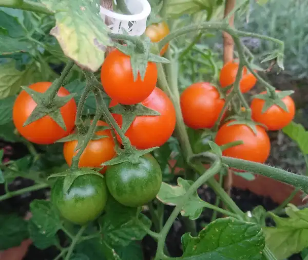 Tomaten: Pendulina Orange (dwarf)