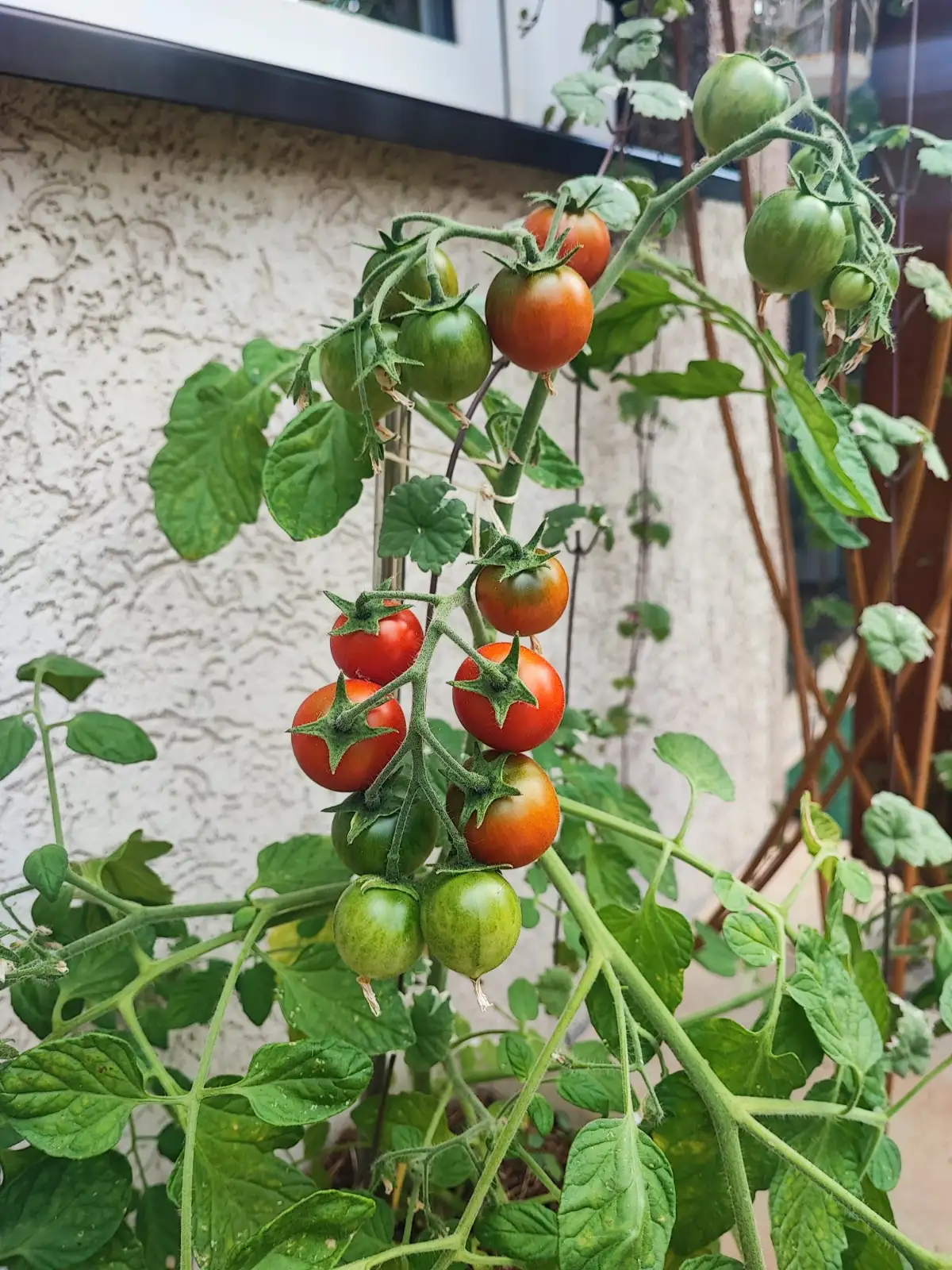 Tomaten: Pendulina rot