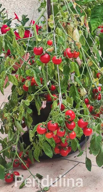Tomaten: Pendulina rot