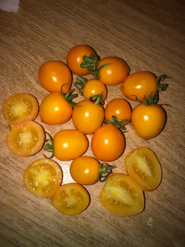 Tomaten: Pendulina Yellow