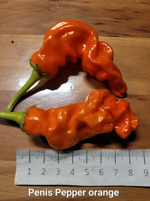 Chili / Paprika: Penis Chili Peter Pepper orange	Schärfe:	7	Höhe:	100cm