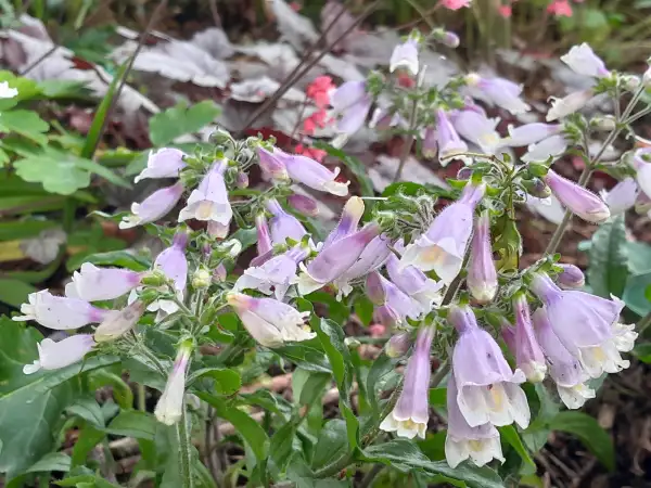 Stauden / Gehölz: Penstemon hirsutus
