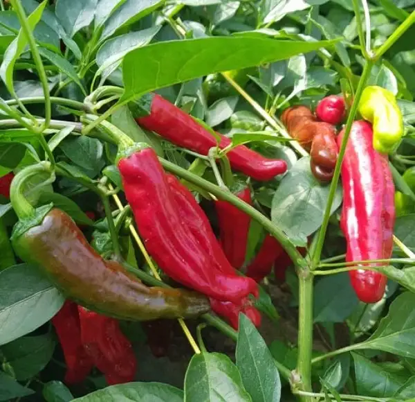 Chili / Paprika: Peperoncini Golden Greek