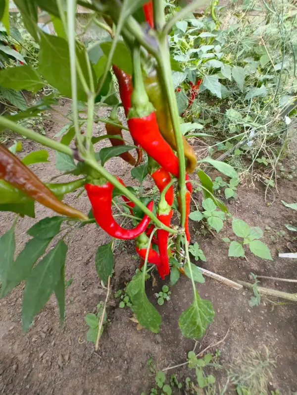 Chili / Paprika: Peperoni