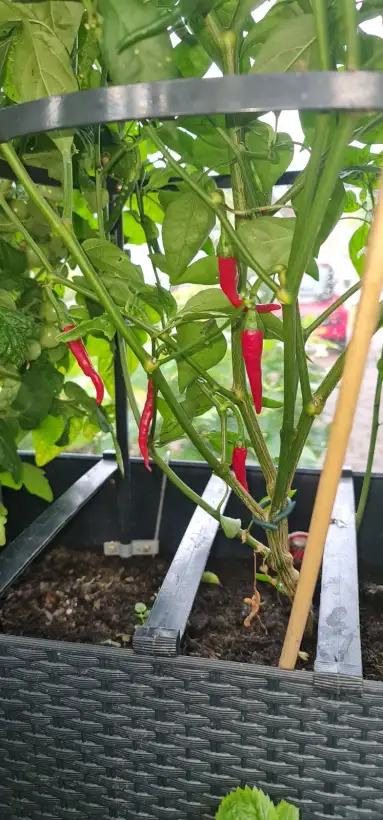 Chili: Peperoni