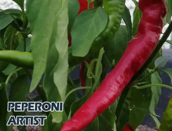 Chili: Peperoni Artist