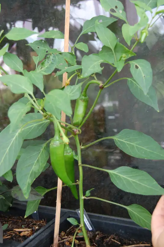 Chili / Paprika: Peperoni rot scharf