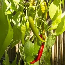 Chili / Paprika: Peperoni Sigaretta Biondo Lombardo