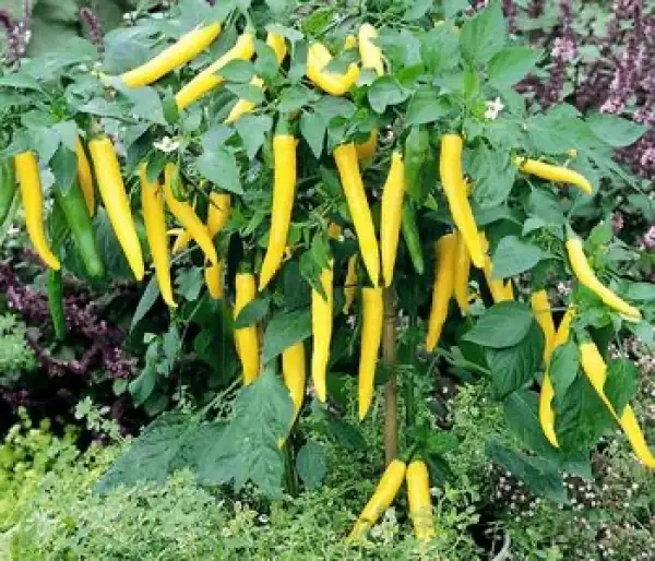 Chili / Paprika: Peperoni Starflame gelb