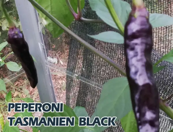 Chili: Peperoni Tasmanien Black